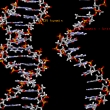 Crean un programa para evitar el trfico de seres humanos mediante el ADN