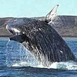 La web que muestra el arribo de ballenas colapsa tras recibir casi 150 mil visitas