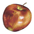 apple-manzana (3k image)