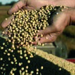 Exportacin de granos: 887 millones de pesos sin declarar