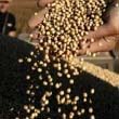Exportadores estiman que en lo que queda del ao se liquidarn casi 19 mil millones de dlares ms por venta de granos