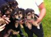 Cachorros de Yorkshire Terrier Mini Toy en venta