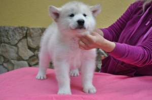 Tenemos esta hermosa camada de Alaskan Malamutes