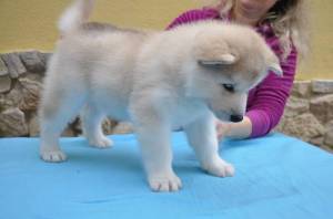 cachorros malamute de alaska