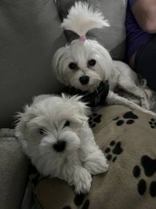 Regalo Cachorros bichon maltes