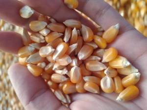 Hibrido Maiz y sorgo Agricomseeds