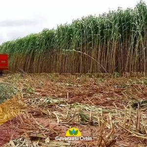 Sorgo silero Gigante Agri 002E agricomseeds 