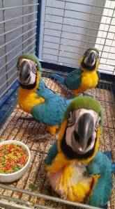 Amplias especies de aves, loros disponibles