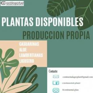 Plantas de Casuarinas