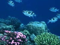 Cual es la profundidad del oceano?