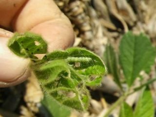 Mejora el cultivo de soja en la provincia de Buenos Aires con buenos rendimientos