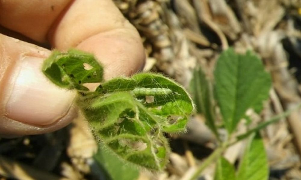 Mejora el cultivo de soja en la provincia de Buenos Aires