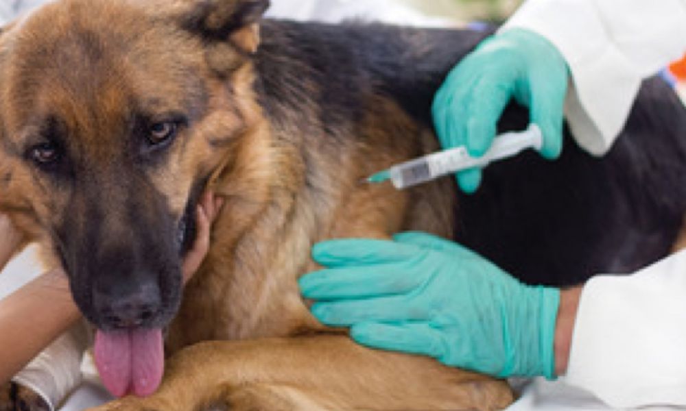 El Móvil de Veterinaria en el Barrio René Favaloro