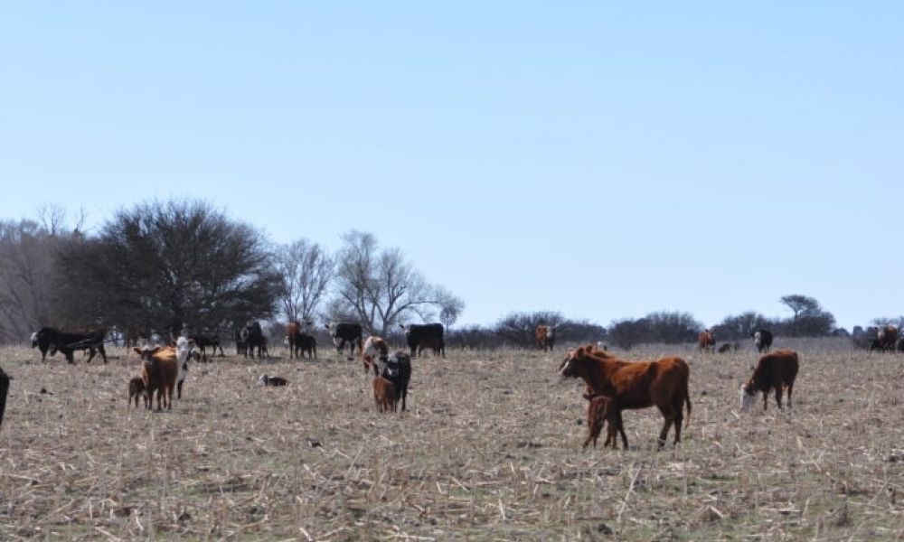 Las sequías siguen complicando