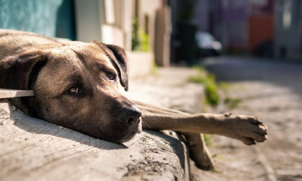 Hoy es el Día Mundial del Perro