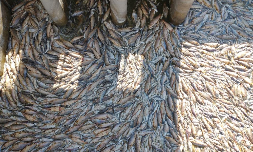 Mortandad de peces cerca de la laguna El Carpincho