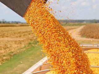 Desarticulan maniobras fraudulentas con ms de 600 toneladas de soja, trigo y maz