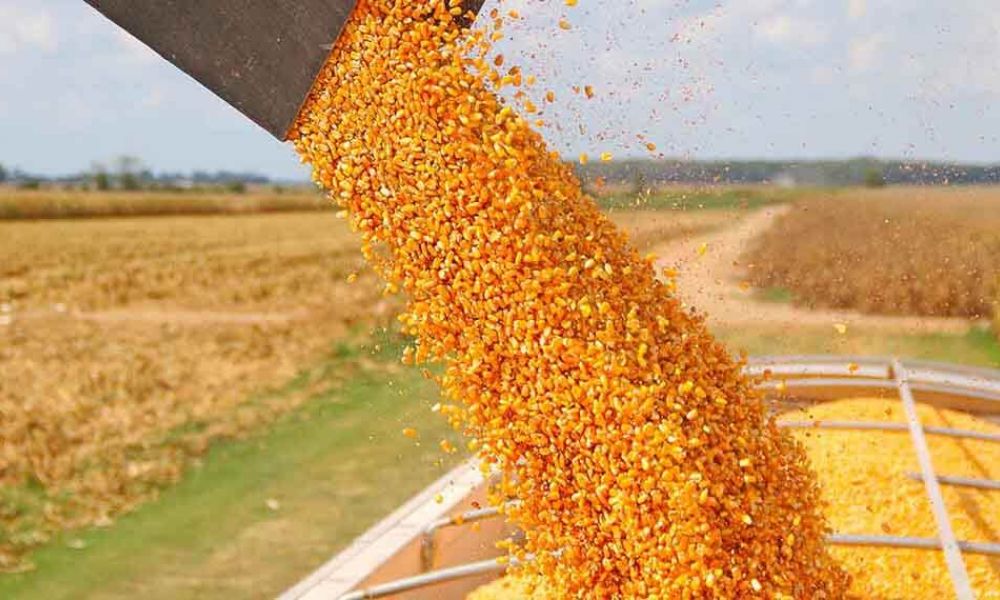 Desarticulan maniobras fraudulentas en granos