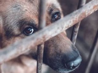 Pergamino tendrá una fiscalía especializada para investigar casos de maltrato y crueldad animal