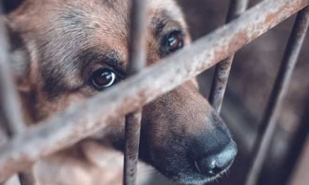 Casos de maltrato y crueldad animal en Pergamino