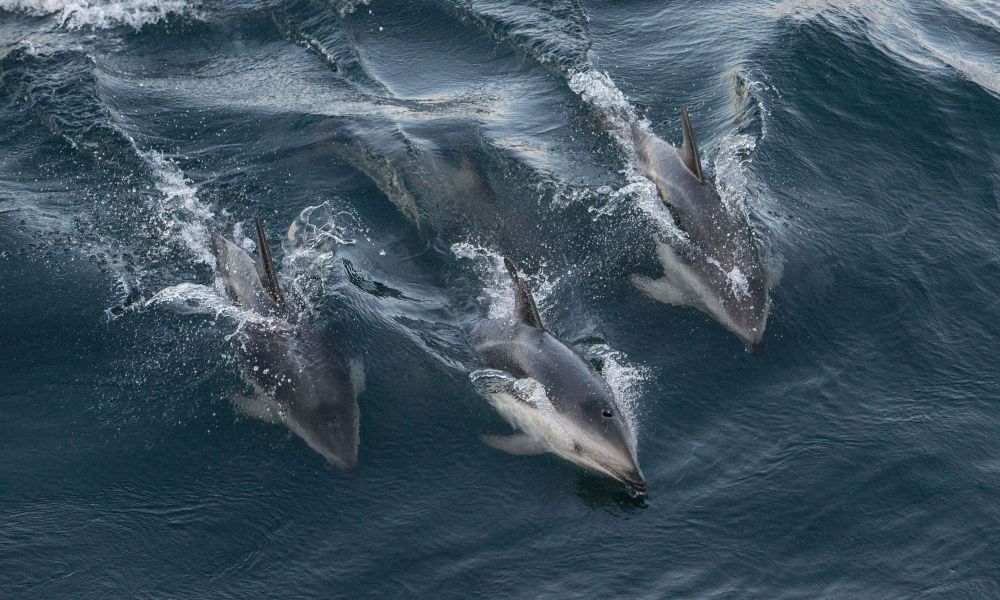 Delfines en Mar Chiquita