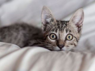 Acusan a un hombre de adoptar gatos para torturarlos y matarlos