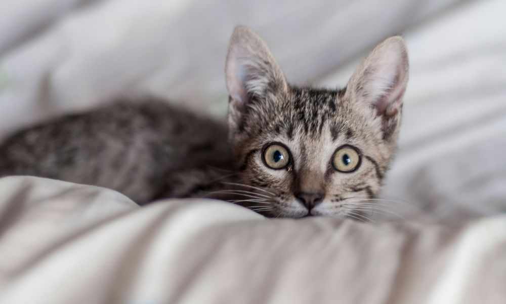 Acusan a un hombre de adoptar gatos para matarlos