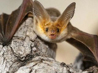 Pergamino: Hallaron un murciélago con rabia en un domicilio del Barrio Acevedo