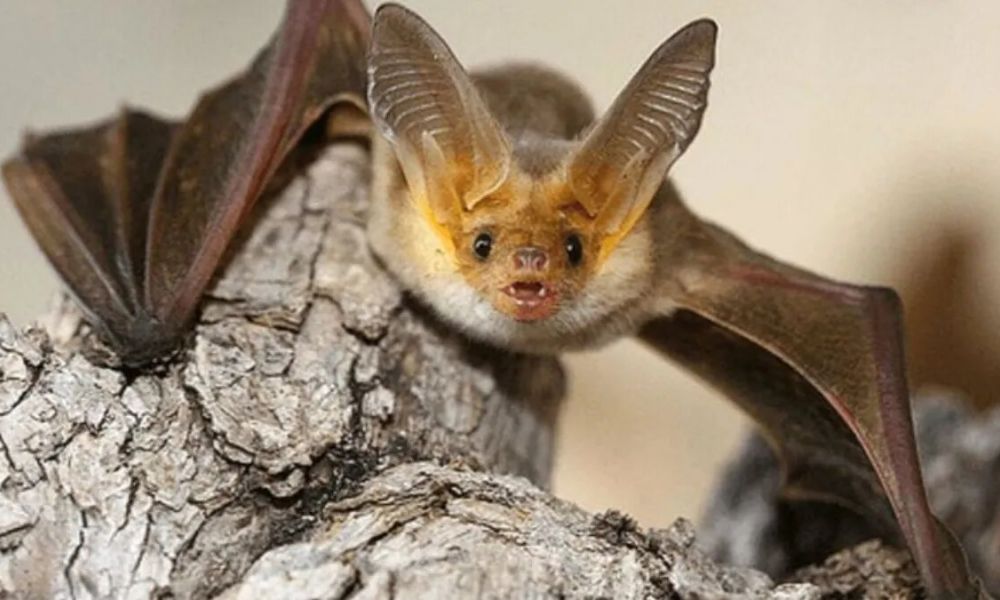 Hallaron un murciélago con rabia