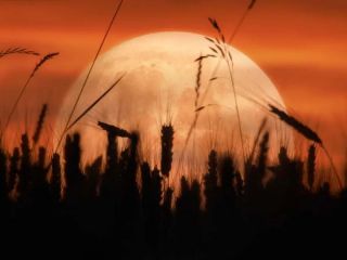 Eclipse de Luna de Cosecha: un espectculo astronmico visible en Argentina