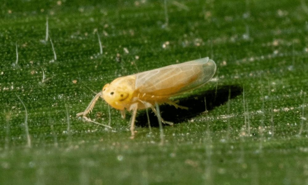 Chicharrita del maíz