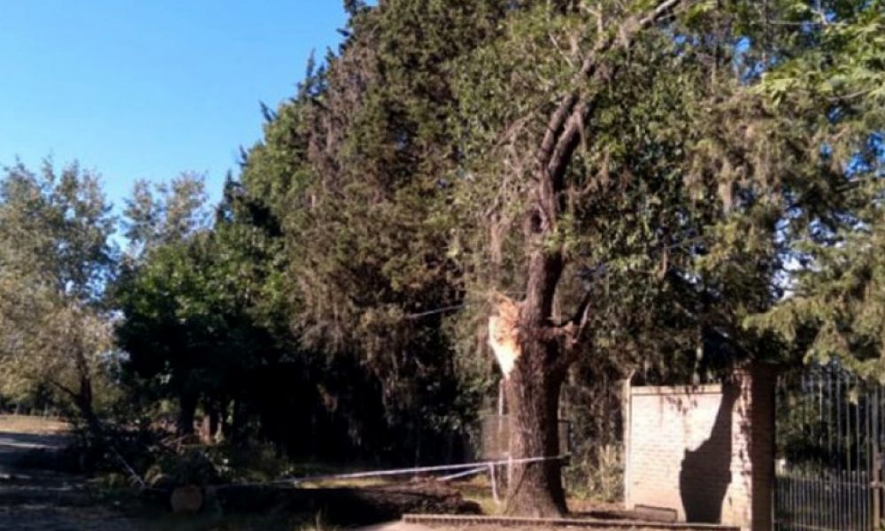 Murió aplastada por un árbol mientras caminaba