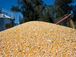 Por qu� el campo asegura que el Gobierno castiga a productores