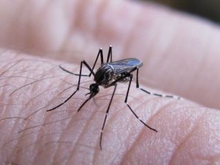 Salud bonaerense investiga un posible brote de chikungunya