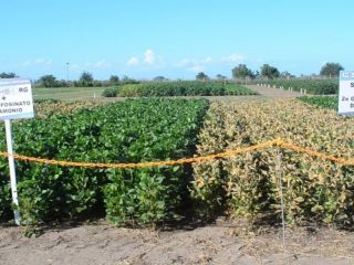 Cientfica argentina desarroll la primera semilla de soja transgnica resistente a la sequa