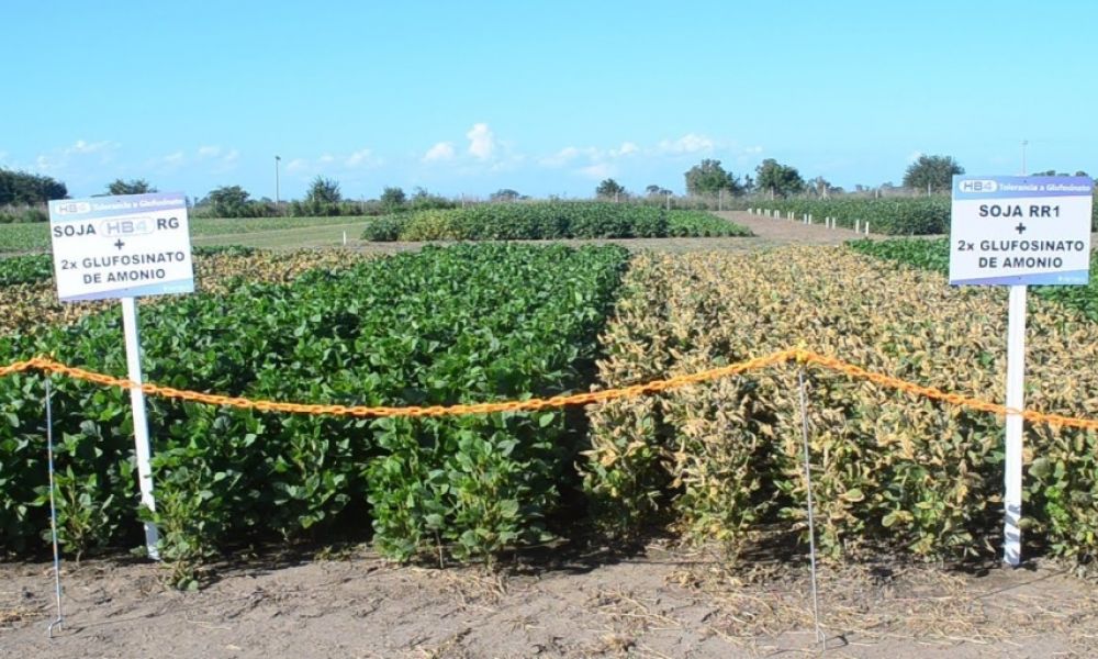 Primera semilla de soja transgénica resistente a la sequía