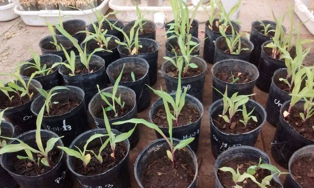 Crean nanoherbicidas para reducir el impacto ambiental