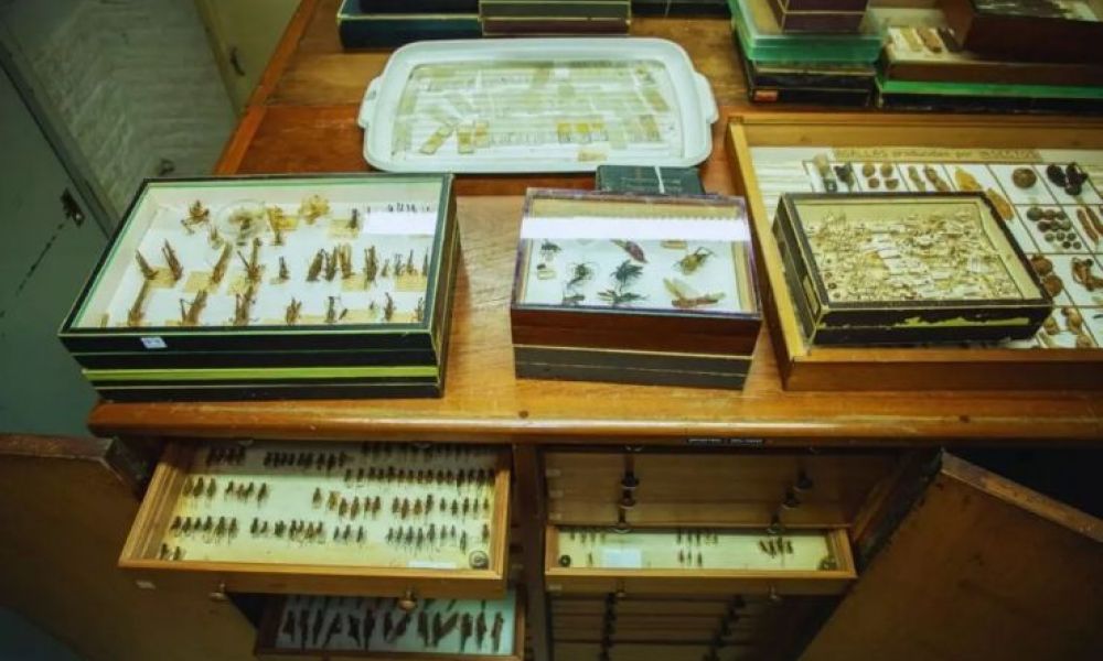 La valiosa colección de insectos del INTA