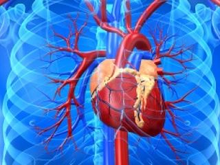 Las enfermedades cardiovasculares causan diez mil muertos por ao