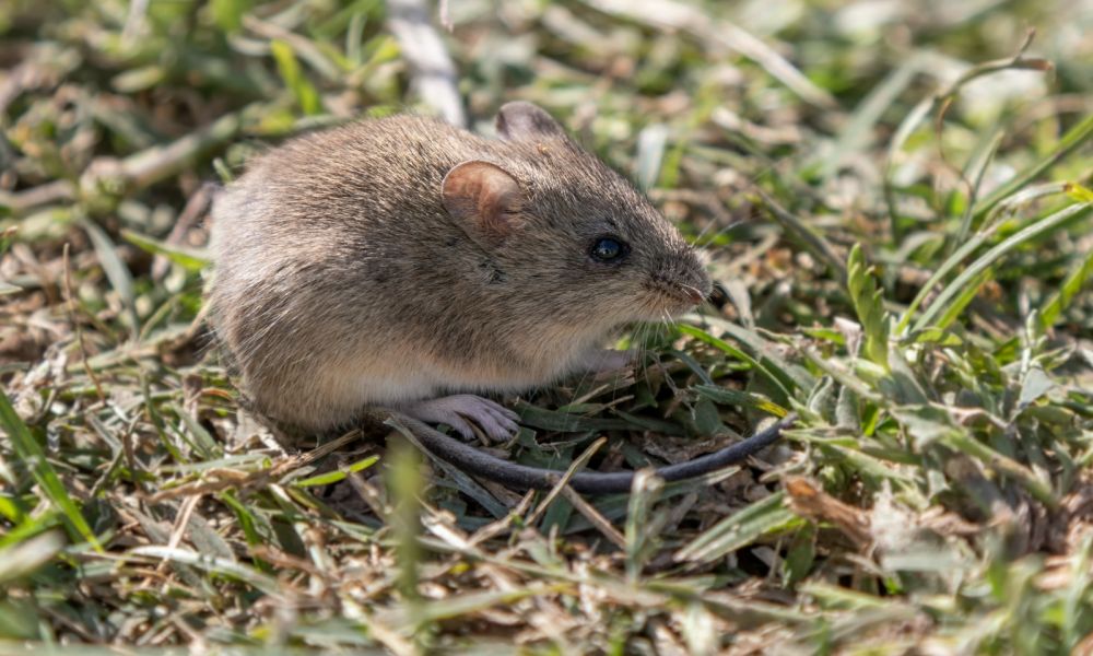 Fiebre Hemorrágica Argentina
