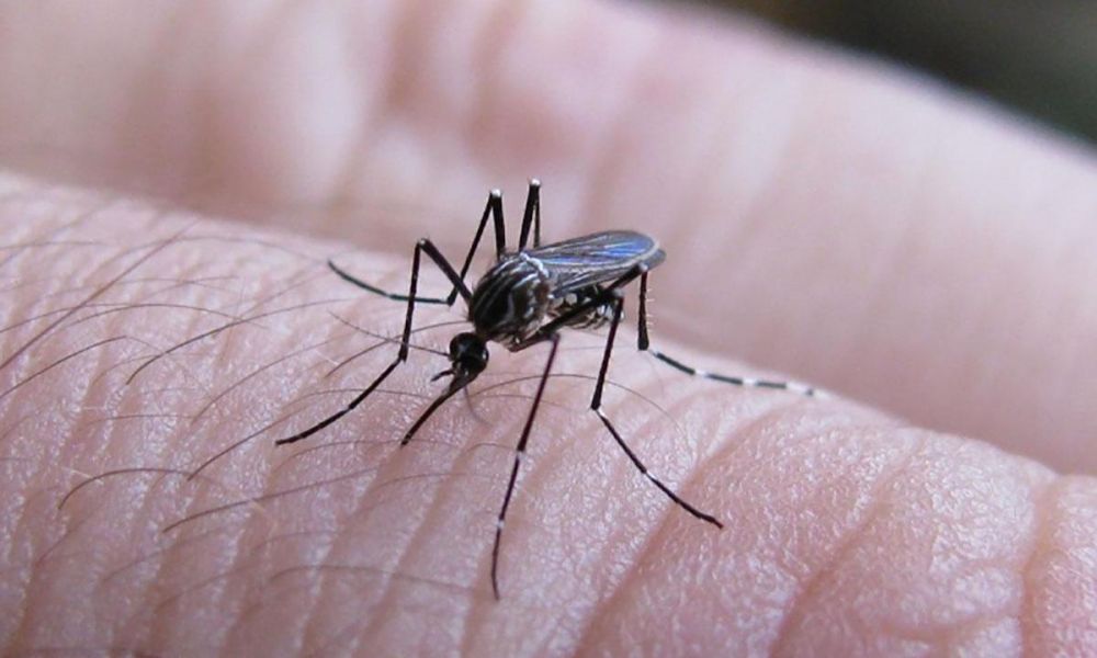 Alerta por Dengue en Pergamino