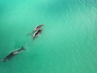 Espectculo natural: 40 ballenas avistadas cerca de las costas marplatenses