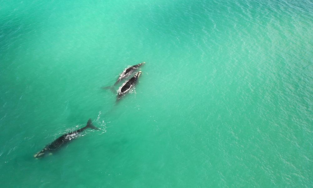 40 ballenas avistadas cerca de las costas marplatenses