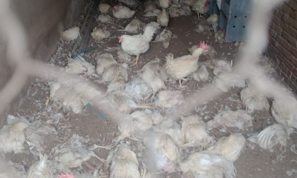 Misteriosa criatura mata a 600 gallinas