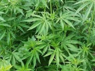 Cannabis en la Patagonia