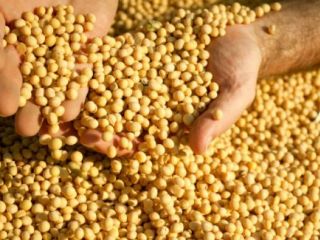 Es posible aumentar la produccin de soja hasta un 33%
