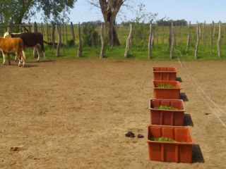Hongo desalienta la alimentacin de las vacas
