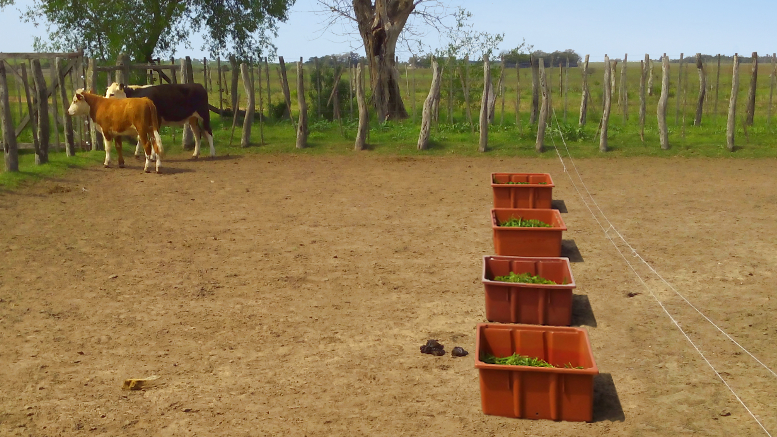 Hongo desalienta la alimentación de las vacas