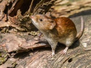 Epuyn epicentro de un nuevo brote de hantavirus