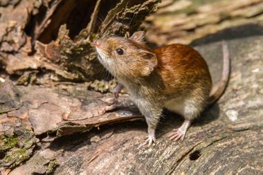 Epuyén epicentro de un nuevo brote de hantavirus